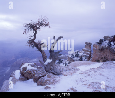 Kiefer-Haken und der Canyon im Nebel Grand-Canyon-Nationalpark Arizona USA Stockfoto