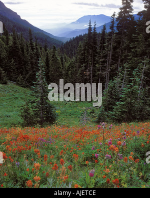 Sommer-Wildblumen und fernen Bergen Hurricane Ridge Road Olympic Nationalpark Washington USA Stockfoto