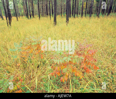 Herbst Sumach in Pinie Savanne Stockfoto