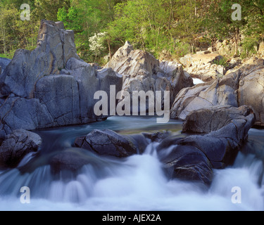 Shut-ins East Fork des Schwarzen Flusses mit blühenden Hartriegels Stockfoto