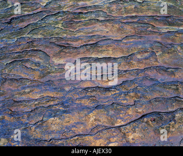 Canyon Wand Reflexionen im Stream Bett Mitte Emerald Pool Haufen Canyon Stockfoto