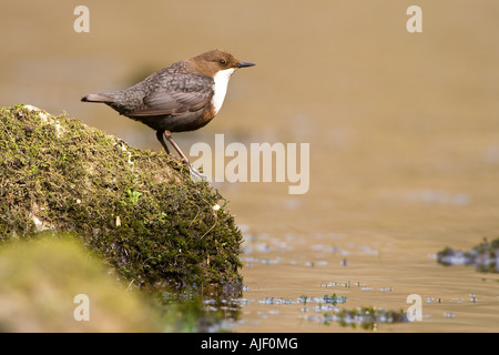 DIPPER-Cinclus Cinclus stehend auf einem Stream Seite Moos bedeckt Rock. Stockfoto