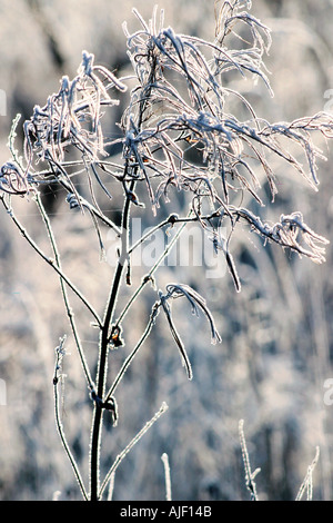 Harten Frost auf Gräser Morgensonne Stockfoto