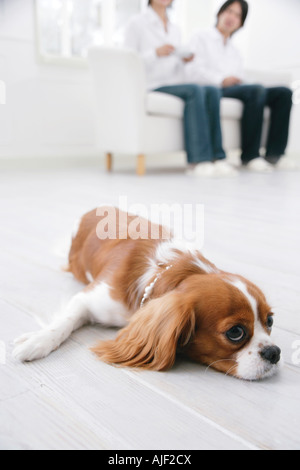 Junges Paar und cavalier King Charles spaniel Stockfoto