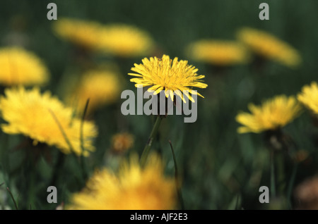 Löwenzahn Taraxacum Officinale auf einer Wiese im Frühjahr blühen Stockfoto