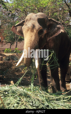 Südindien Kerala lokale Beschriftung inländische Elefanten essen Stockfoto