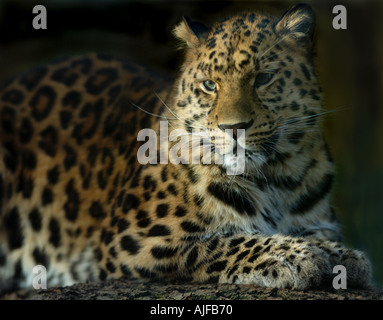 Amur-Leopard-Panthera Pardus Orientalis männlich Stockfoto