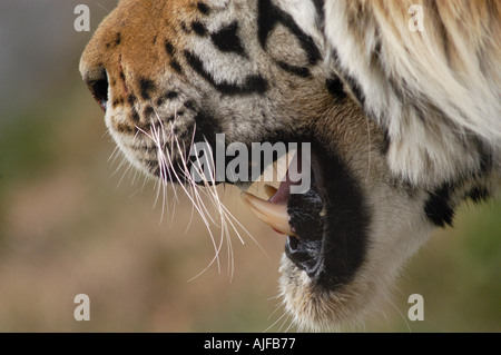 Amur sibirische Tiger Panthera Tigris Altaica männliche Kiefer Stockfoto