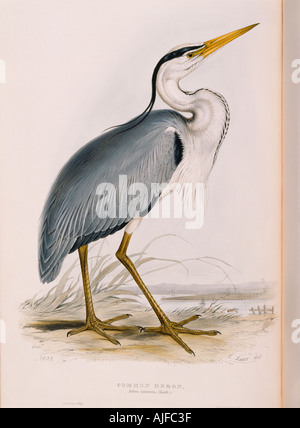 Vögel von Europa gemeinsame HERON Ardea Cinerea Illustration ist von Edward Lear im 19. Jahrhundert Buch von John Gould 1804 81 Stockfoto