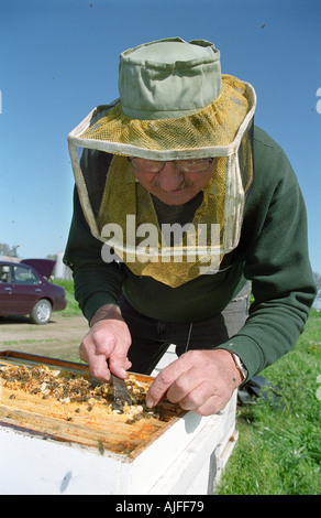 Imker kontrollierenden Bienenstock Stockfoto