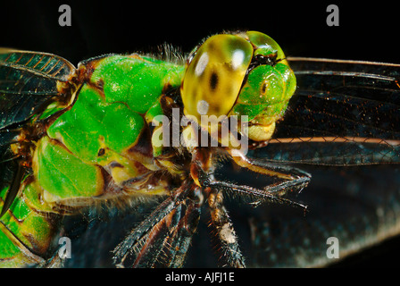 Facettenauge grün Clearwing Libelle oder östlichen Pondhawk, Erythemis Simplicicollis (weiblich) Stockfoto