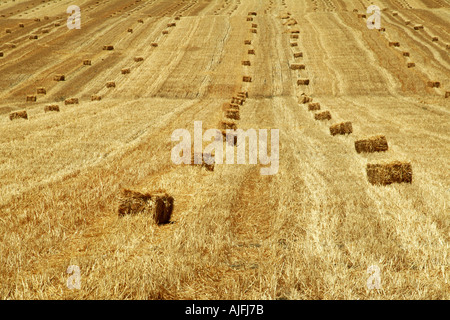Heuballen auf einem abgeernteten Weizenfeld Spanien Stockfoto