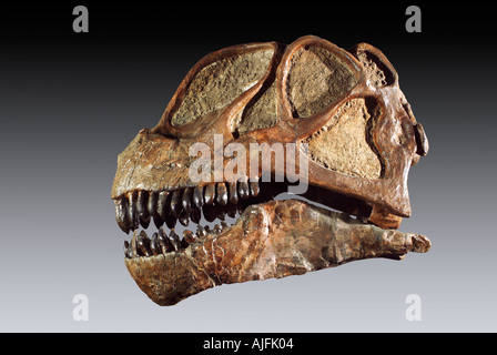 Fossilen Sauropod Camarasauridae Schädel späten Jura Dinosaur National Monument Utah Stockfoto