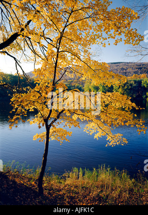 Goldenen Spitz-Ahorn auf dem Delaware Fluß Norden von New Jersey Stockfoto