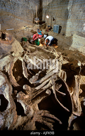 Paläontologen Ausgrabungen die Reste einer kolumbianischen Mammut Mammut Website South Dakota Stockfoto