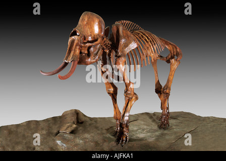 Kolumbianischen Mammut Pleistozän Ice Age Platte Fluss Colorado Stockfoto