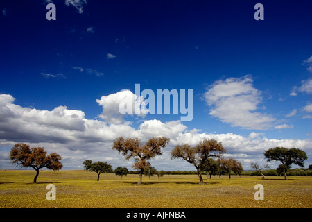 Dehesa Steineiche gelöscht Wald Spanien Stockfoto