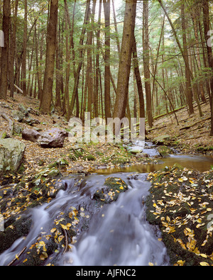 Alten Wachstum Zedernwald Tillman s Schlucht New Jersey Stockfoto