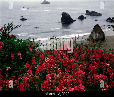Wilde Sweetpeas blühen üppig auf einer Klippe über dem Pazifischen Ozean in der Nähe von Brookings in Oregon Stockfoto