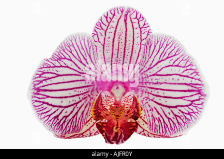 Schmetterling Orchidee Phalaenopsis Spp weiß mit rosa Streifen epiphytischen Orchidee aus den Tropen Stockfoto