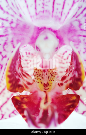 Schmetterling Orchidee Phalaenopsis Spp Nahaufnahme von weiß mit rosa Streifen epiphytischen Orchidee aus den Tropen Stockfoto