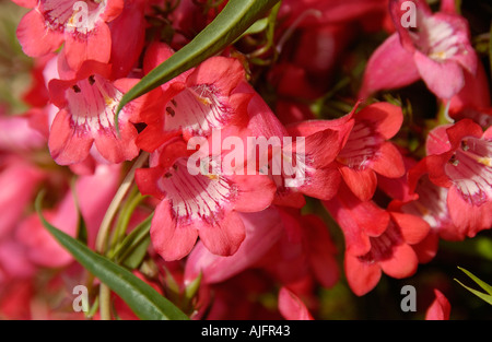 Penstemon Firebird Stockfoto