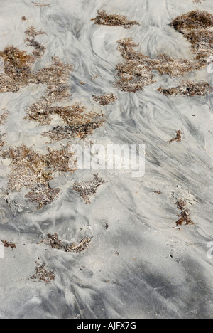 Algen am Strand Stockfoto