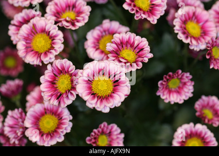 Eine enge Makroaufnahme einer rosa Blumen-arrangement Stockfoto