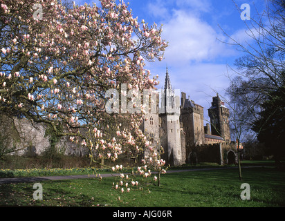 Cardiff Castle von Bute Park im Frühjahr Cardiff South Wales UK Stockfoto