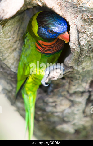 Allfarblori thront am Baumstamm Loch Eingang zum nisten Jurong Bird Park, Singapur Stockfoto