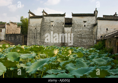 Huizhou Architektur Lillypads im Teich Hongcun Dorf Yixian Provinz China Stockfoto