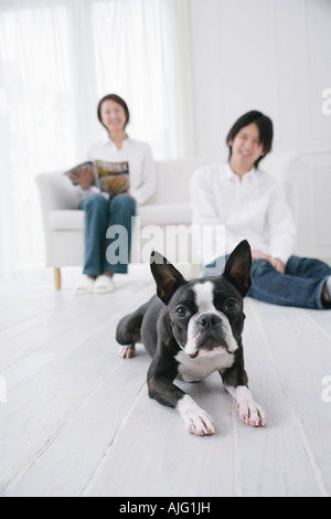 Junges Paar und Boston Terrier Stockfoto