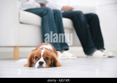 Junges Paar und cavalier King Charles spaniel Stockfoto