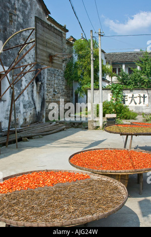 Trocknung, rote Chili musiig Rückwand und Hoop Likeng Wuyuan County China Stockfoto