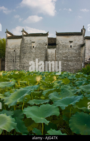 Huizhou Architektur Lillypads im Teich Hongcun Dorf Yixian Provinz China Stockfoto