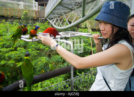 Junge Studentin feeds Lorikeets Jurong Bird Park, Singapur Stockfoto