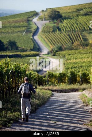 Wanderer in den frühen Morgenstunden durch die Weinberge von Gewurtzstraminer produziert ein Welt berühmten Weißwein im Elsass Stockfoto