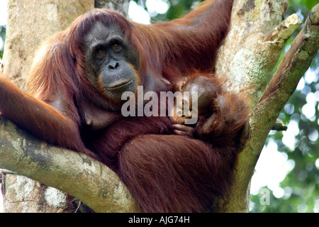 Orang-Utan und Baby in freier Wildbahn im Semenggoh Wildlife Rehabilitation Centre, Kuching, Sarawak, Borneo, Malaysia Stockfoto