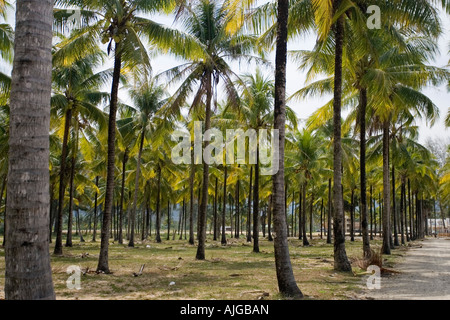 Salz Meerwasser von der Tsunami-Katastrophe 2004 dreht Kokospalme Wedel gelbe Plantage Bang Niang Beach Khao Lak Thailand Stockfoto