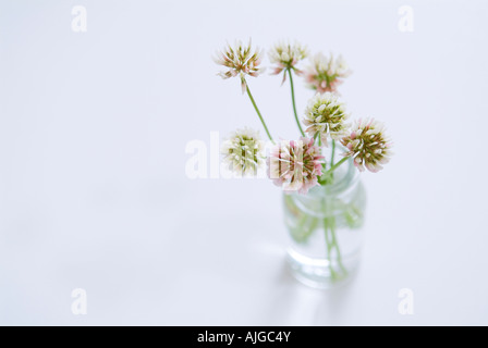 Chinesische Milch Wicke in vase Stockfoto