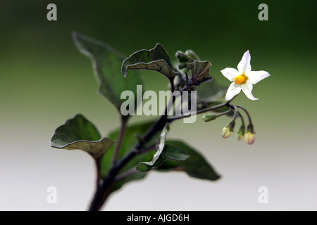 Der Schwarze Nachtschatten Blume und Blatt stammen Solanum nigrum Stockfoto