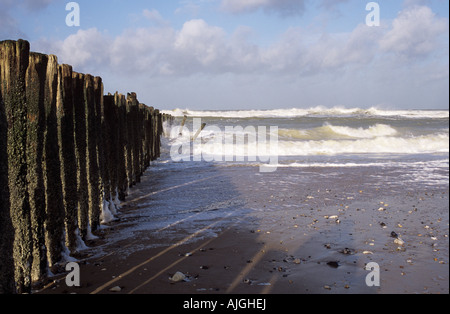 Blick entlang der hölzernen Wellenbrecher und Seegang aus niedrigen Winkel am Sandstrand im winter Stockfoto