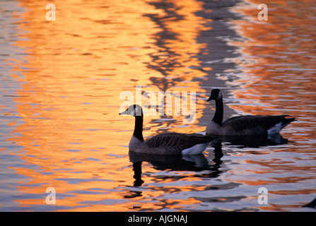 KANADISCHE GÄNSE PAAR IN MINNEAPOLIS, MINNESOTA SEE INMITTEN GOLDENEN REFLEXEN.  ANFANG HERBST.  VEREINIGTE STAATEN VON AMERIKA Stockfoto