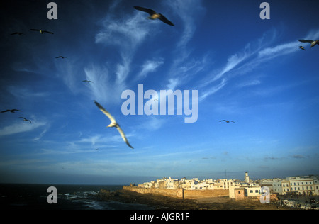 Möwen fliegen über dem Hafen von Essaouira Marokko Stockfoto