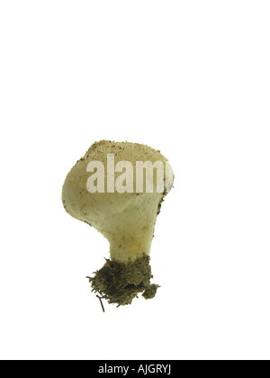 Gemeinsamen Puffball Mushroom Lycoperdon perlatum Stockfoto
