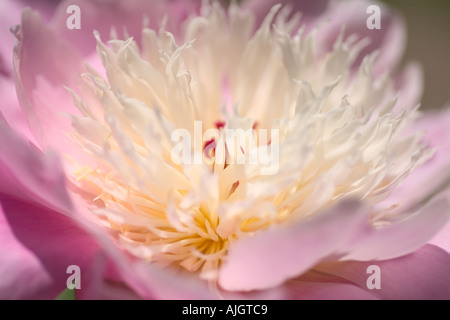 Anmutige Kopf rosa und Creme double Pfingstrose Blume Stockfoto