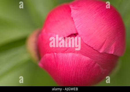 Makro-Fotografie eines tiefen rosa Pfingstrose Knospe mit überlappenden Blütenblätter. Stockfoto