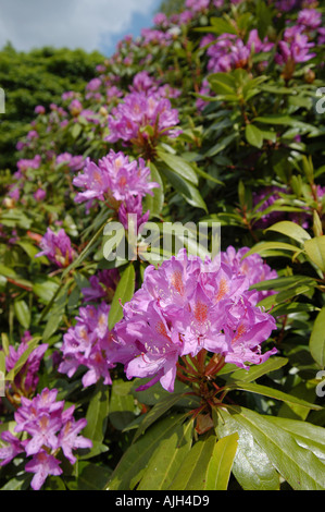 Nahaufnahme von rosa Rhododendron-Blumen Stockfoto