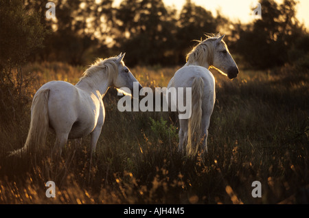 zwei weiße Pferde in der Dämmerung Camargue-Pferd Stockfoto