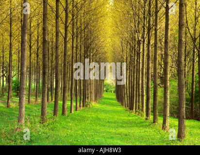 Allee der aufrechten Pappeln, Schatten über Avenue an der Hope Dale, Nr obere Millichope, Wenlock Edge, Shropshire, England. Stockfoto